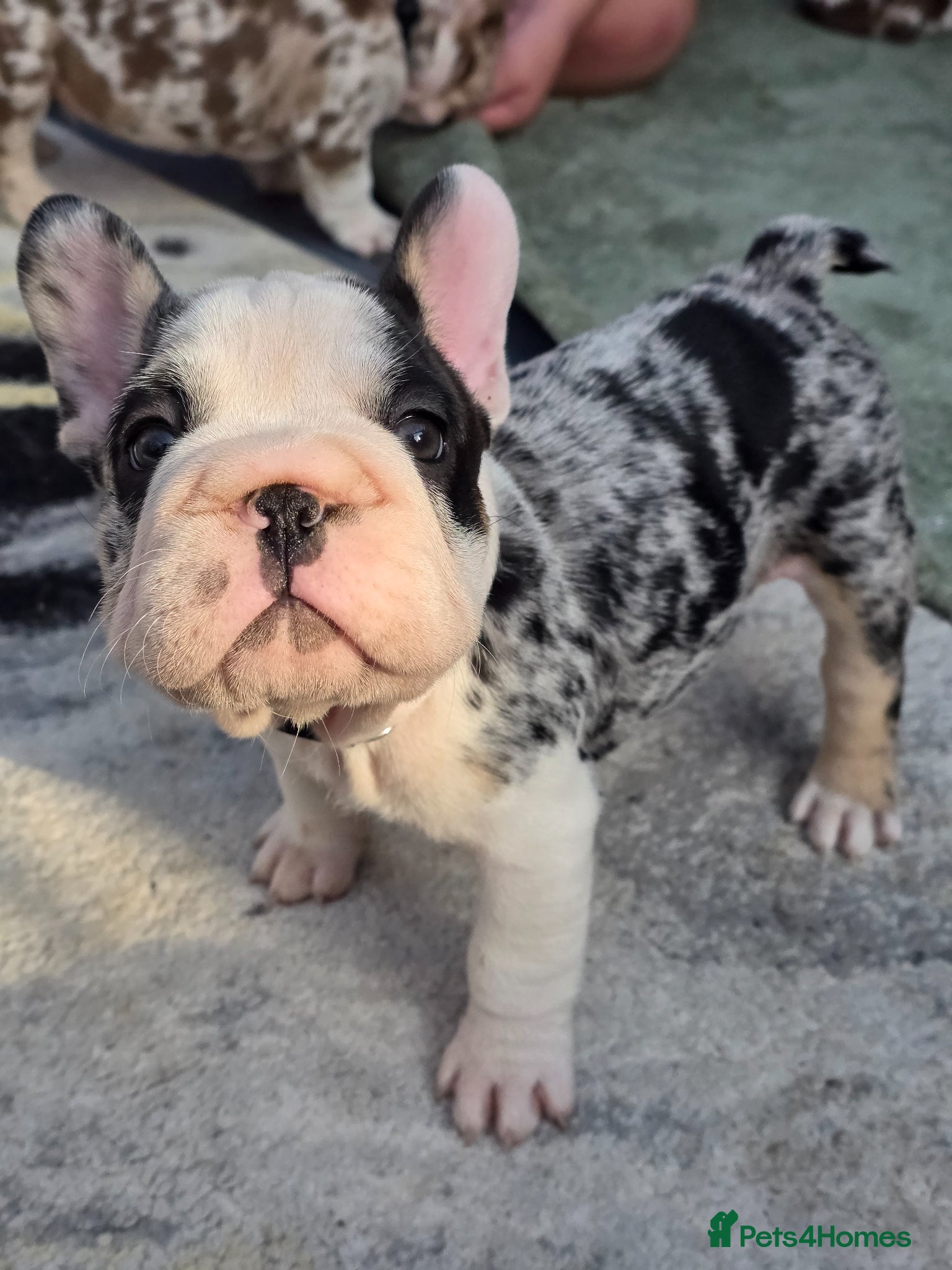 French Bulldog dogs FRENCH BULLDOG  - Advert 5