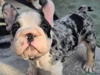 French Bulldog dogs FRENCH BULLDOG - Advert 5