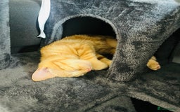 Domestic Shorthair cats for sale: Domestic shorthair kittens  - Image 4