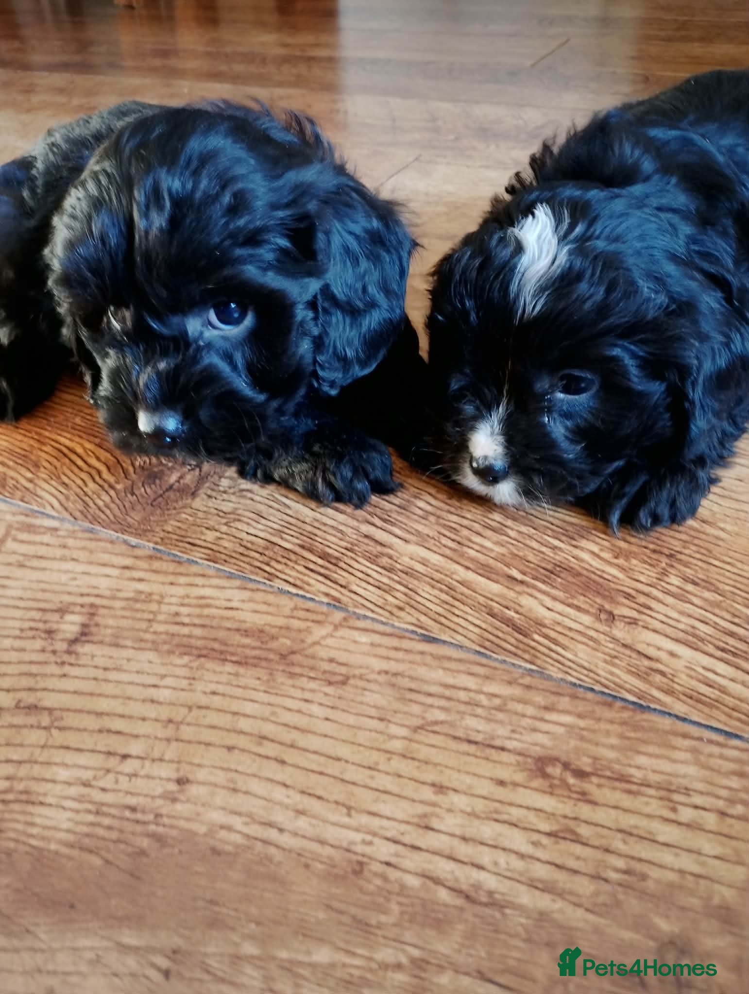 Mixed Breed dogs COCKALIERPOOS - Advert 1