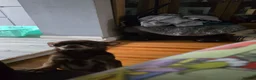 Chihuahua dogs for sale: Chihuahua girl chocolate small size  - Advert 3