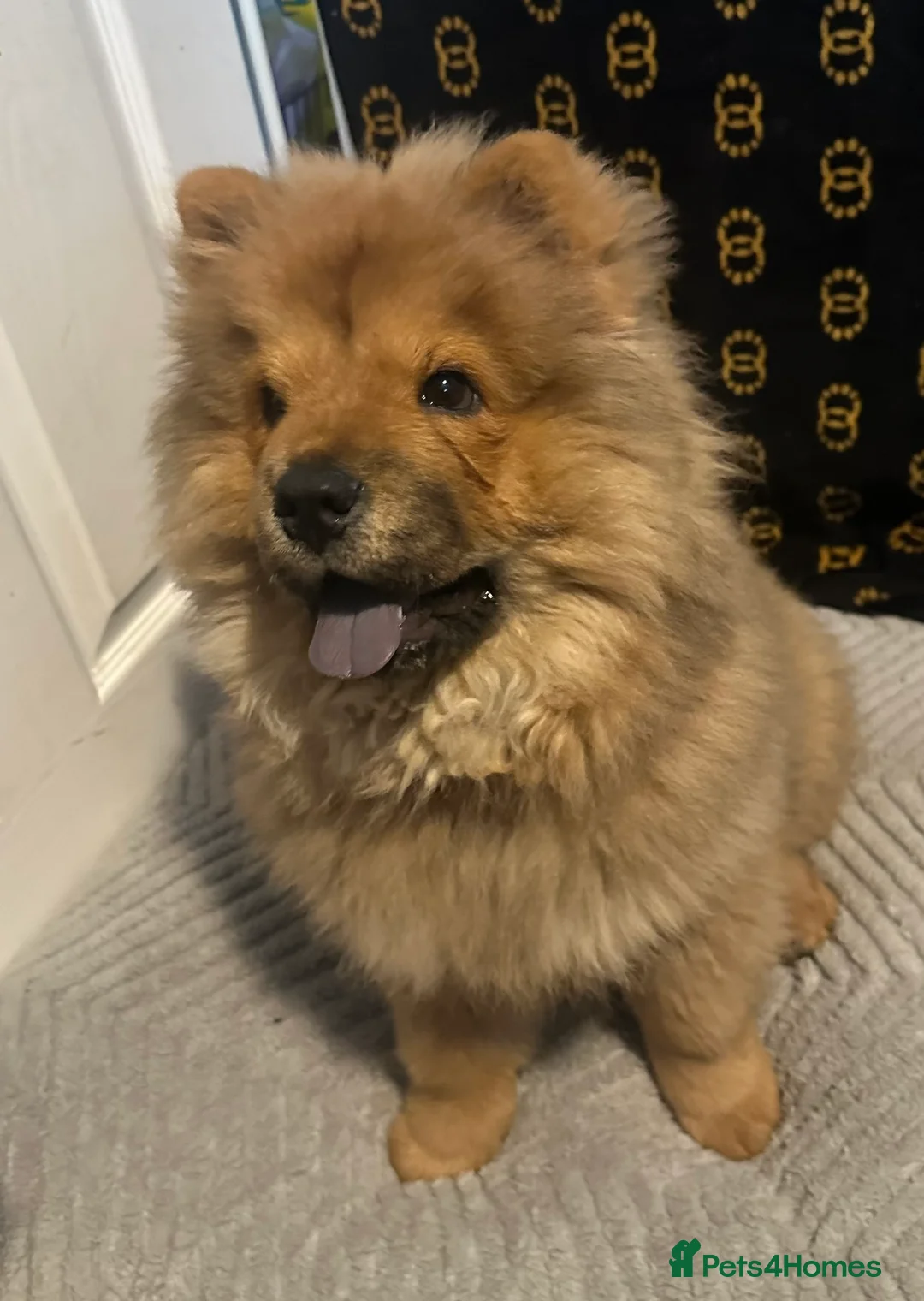 Chow Chow dogs for sale: Ginger chow for sale  - Advert 4