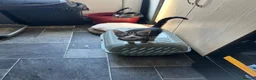 Mixed Breed cats for sale: Kitten tabby in Liverpool - Advert 6