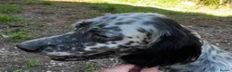 English Setter dogs for adoption: Selva in Penryn - Advert 7