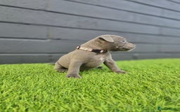 Staffordshire Bull Terrier dogs for sale: Blue Staffordshire Bull Terrier Champion Pups - Image 8