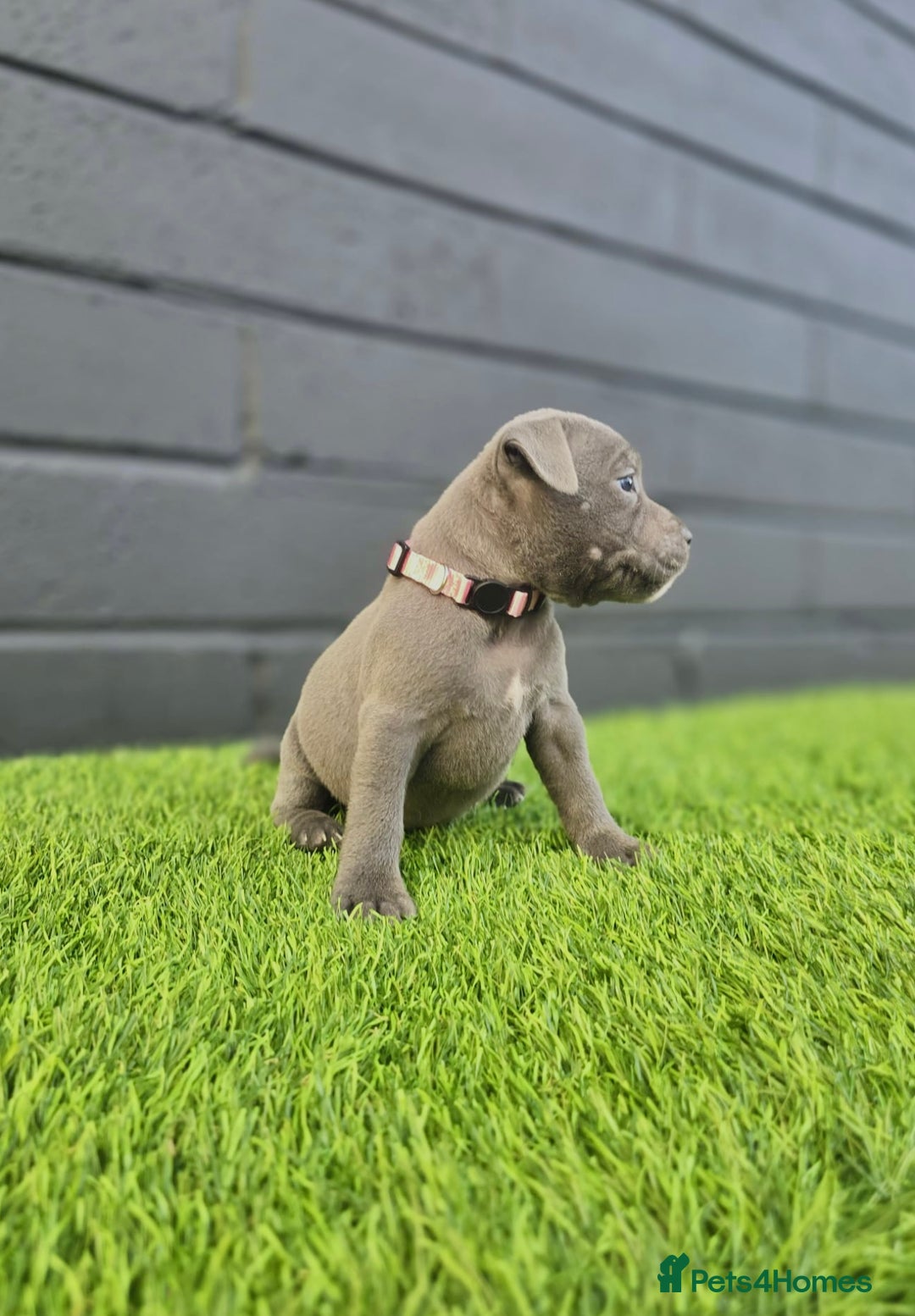 Staffordshire Bull Terrier dogs for sale: Blue Staffordshire Bull Terrier Champion Pups - Image 8