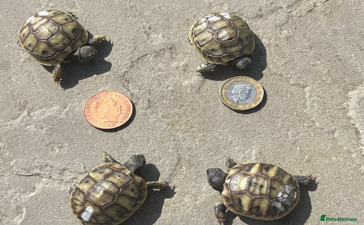 Tortoise reptiles - Advert 7
