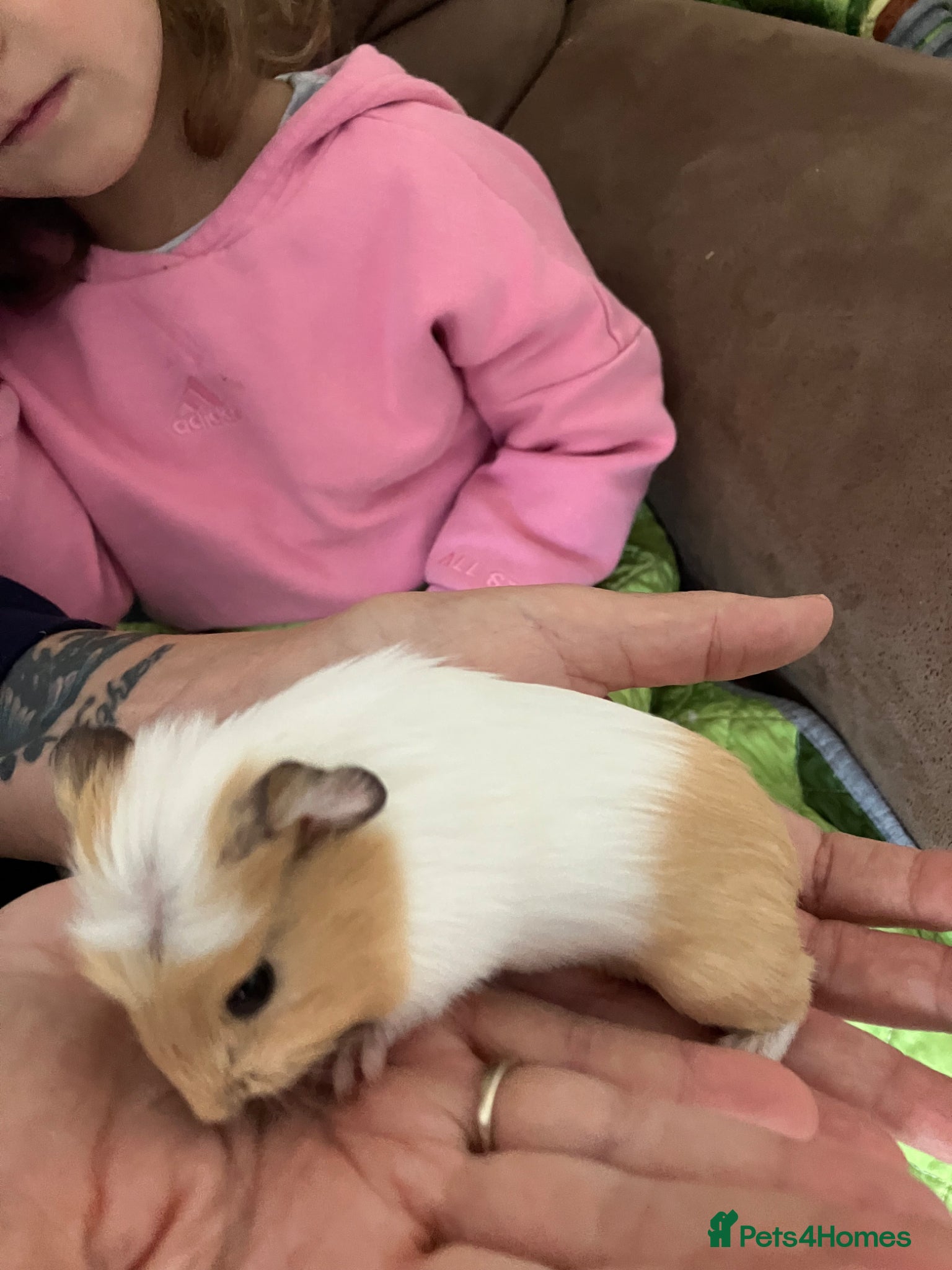 Guinea Pig rodents Gorgeous male Guinea Pig - Advert 1