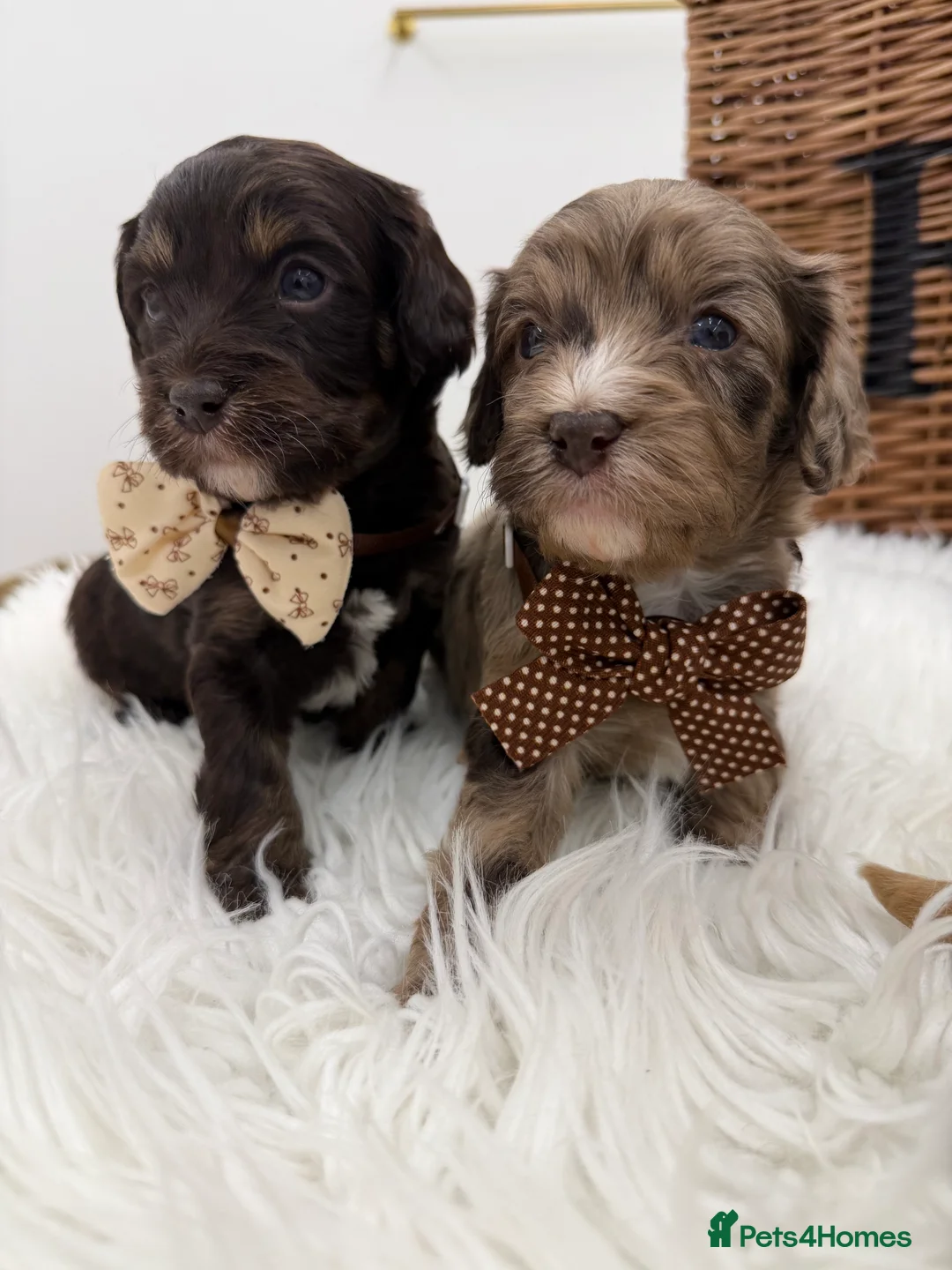 Cavapoo dogs for sale: F1 E ** tensively health tested cavapoos  - Advert 10