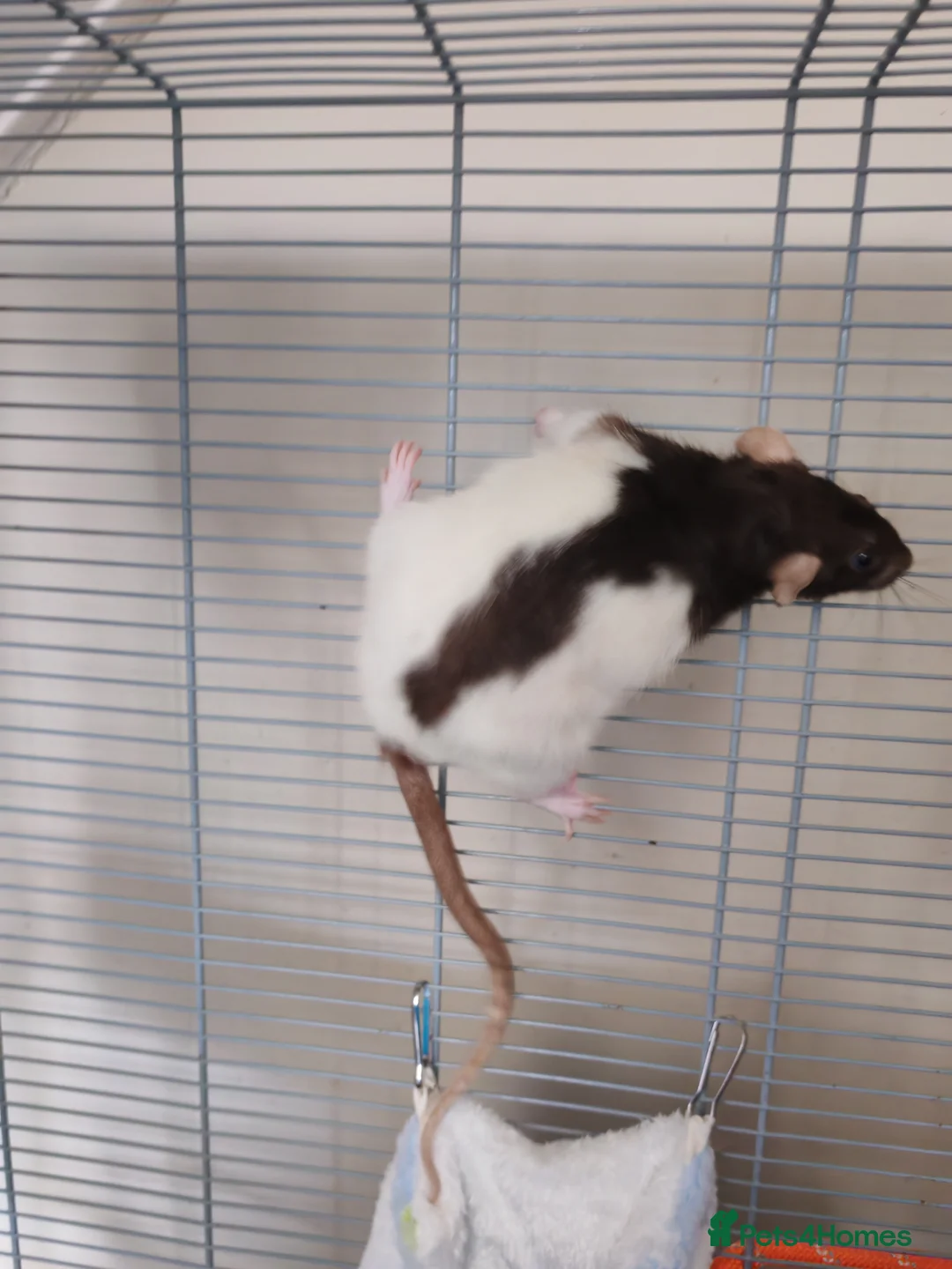 Rat rodents for sale: 2 bonded female rats in Middlesbrough - Advert 5