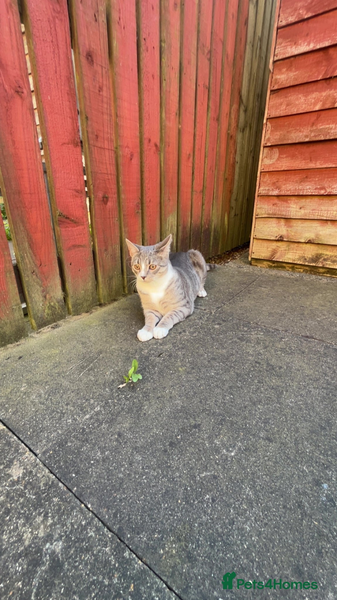 Mixed Breed cats Mochi  - Advert 2