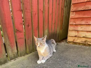 Mixed Breed cats Mochi - Advert 1