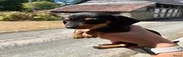 Miniature Dachshund dogs for sale: Miniature Dachshund Puppies - Advert 14