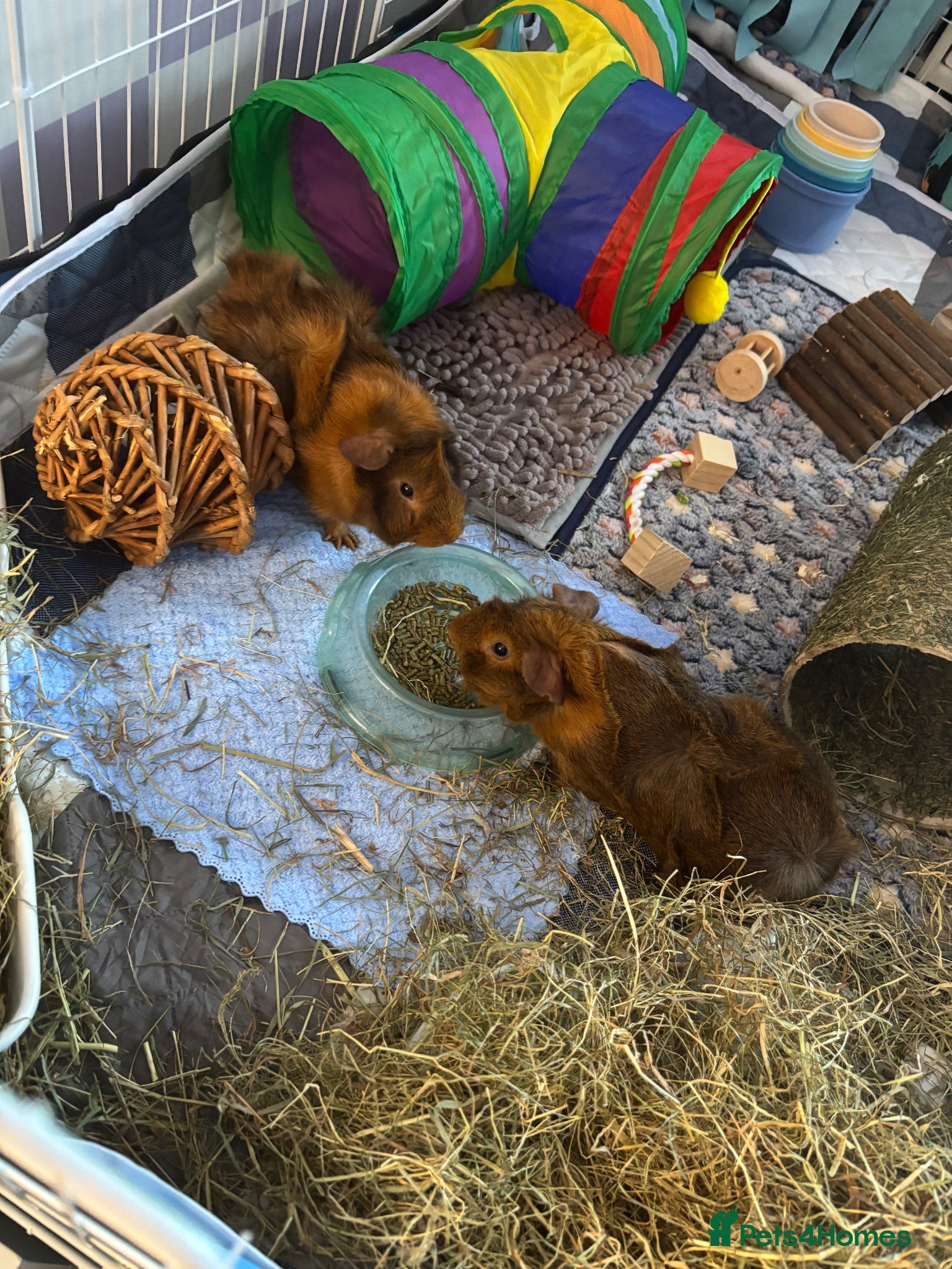 Guinea Pig rodents Two beautiful Rosette Boys Junior and Sol  - Advert 2