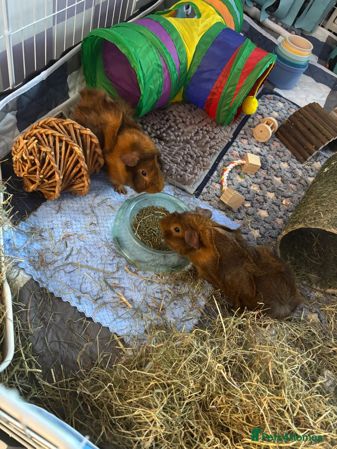 Guinea Pig rodents for sale: Two beautiful Rosette Boys Junior and Sol  - Advert 1