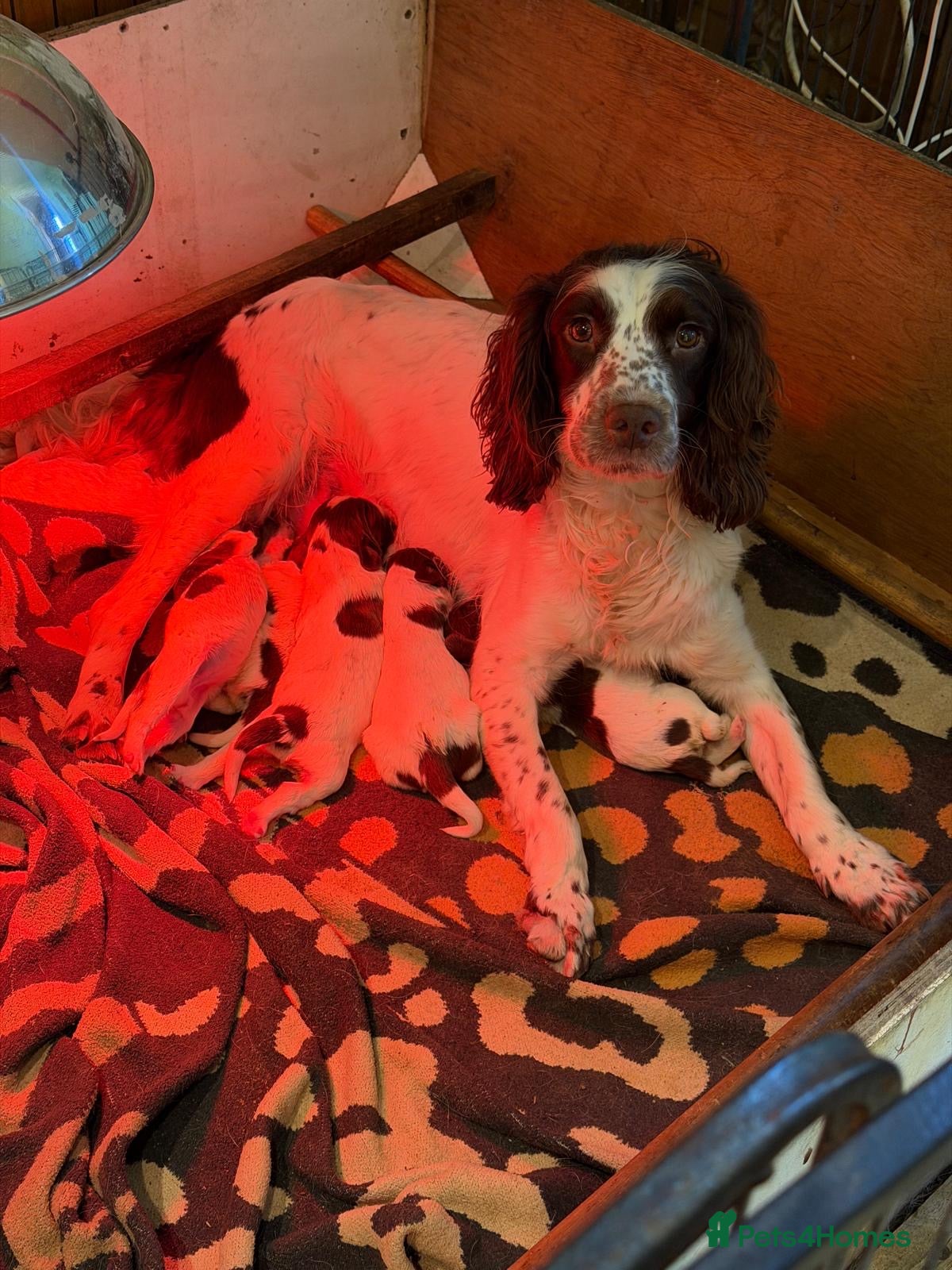 English Springer Spaniel dogs ✨ KC English Springer Spaniel Puppies ✨ - Advert 2