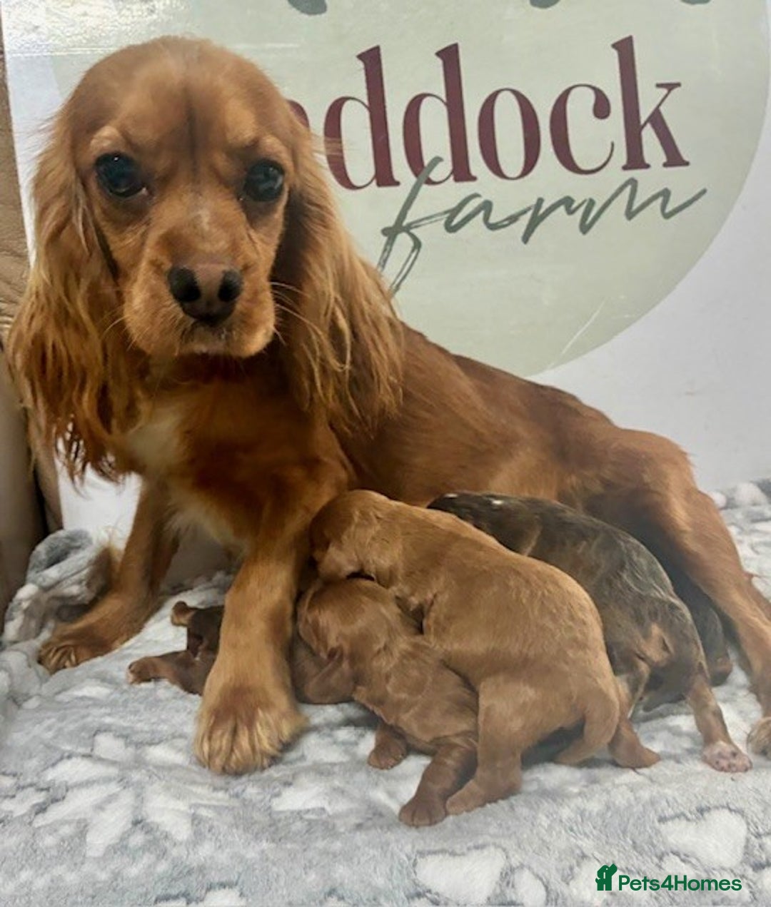 Cavapoo dogs for sale: 🌟 Outstanding Cavapoo puppies 🌟 - Advert 12