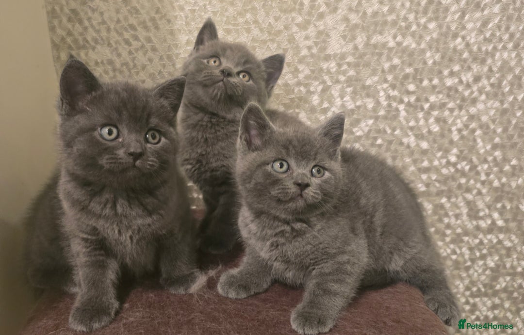 British Longhair cats for sale: Adorable British Shorthair Kittens  - Advert 2