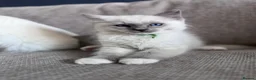 Ragdoll cats for sale: 🐾GCCF registered Blue and Lilac kittens🐾 - Advert 11