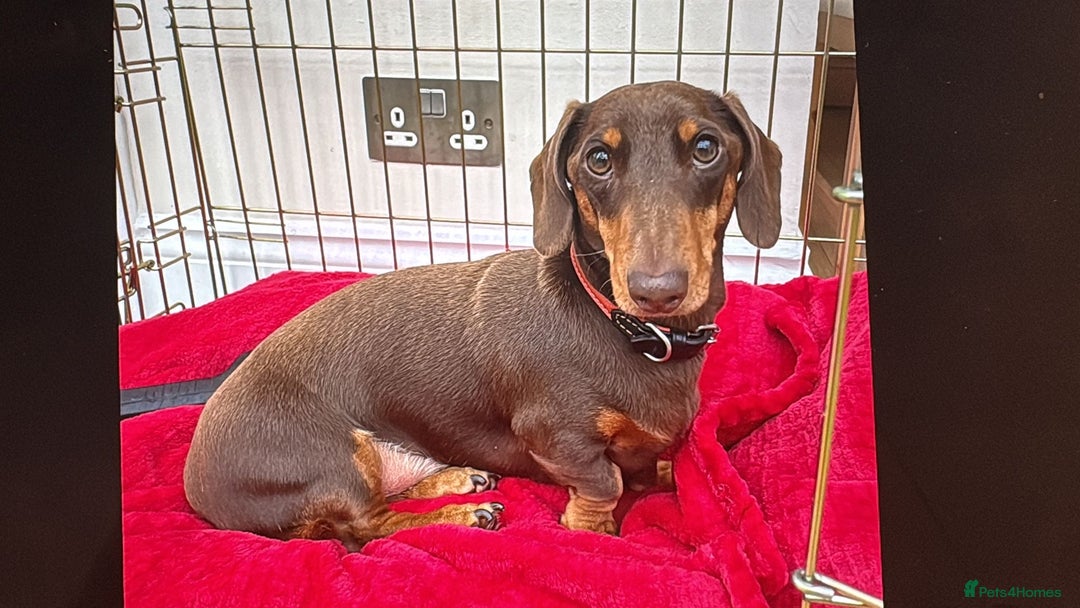 Dachshund dogs for sale: Sausage dog  - Advert 1