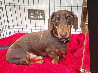 Dachshund dogs for sale: Sausage dog - Advert 1