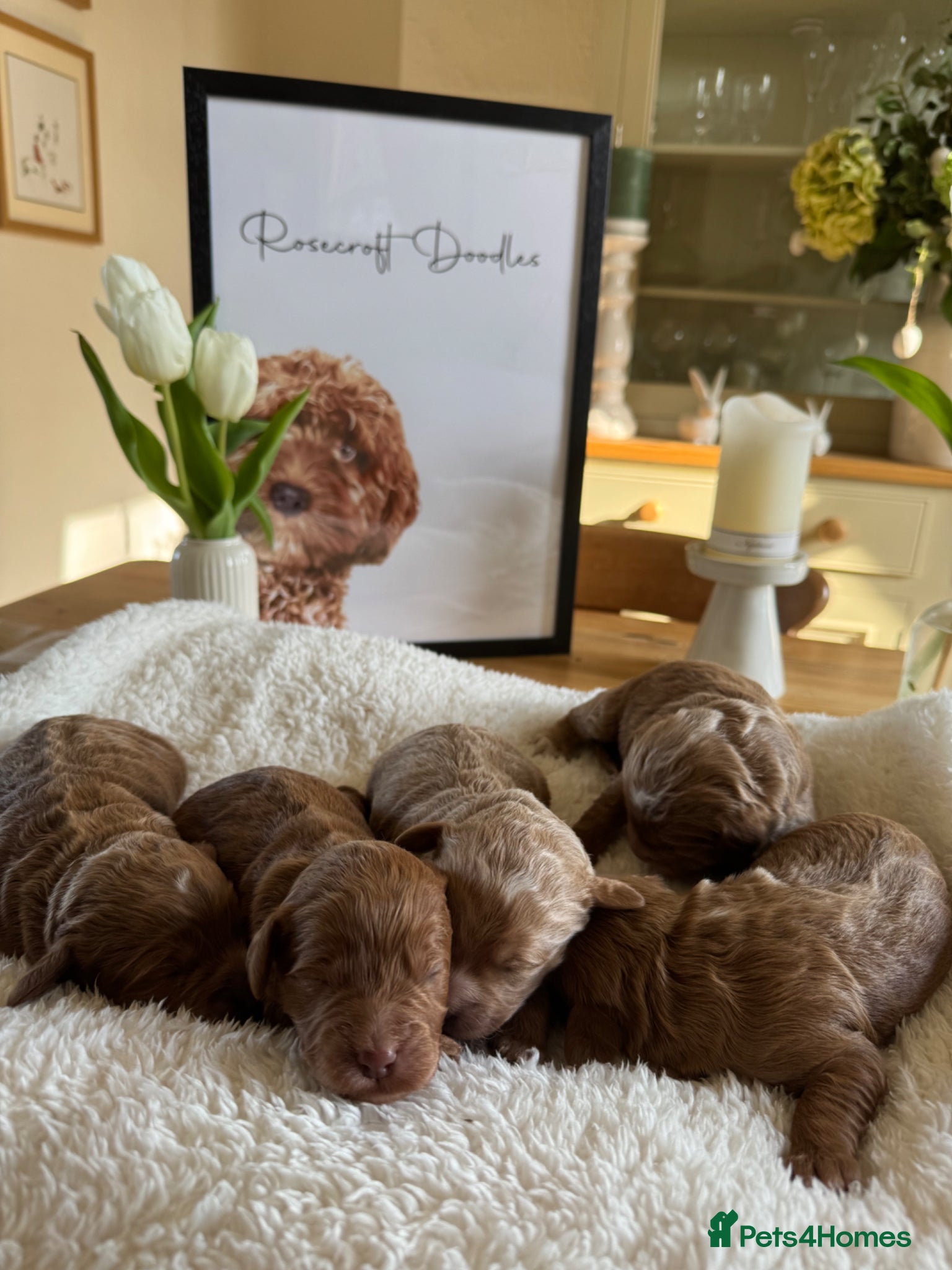 Cockapoo dogs Stunning Abstract F1 Cockapoos - Advert 1