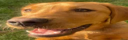 Labrador Retriever dogs for stud: Archie - Advert 7