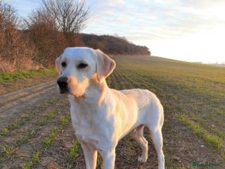 Labrador Retriever dogs for sale - Advert 1