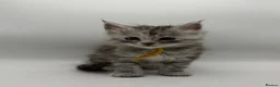 Maine Coon cats for sale: Maine coon kittens for sale  - Advert 5