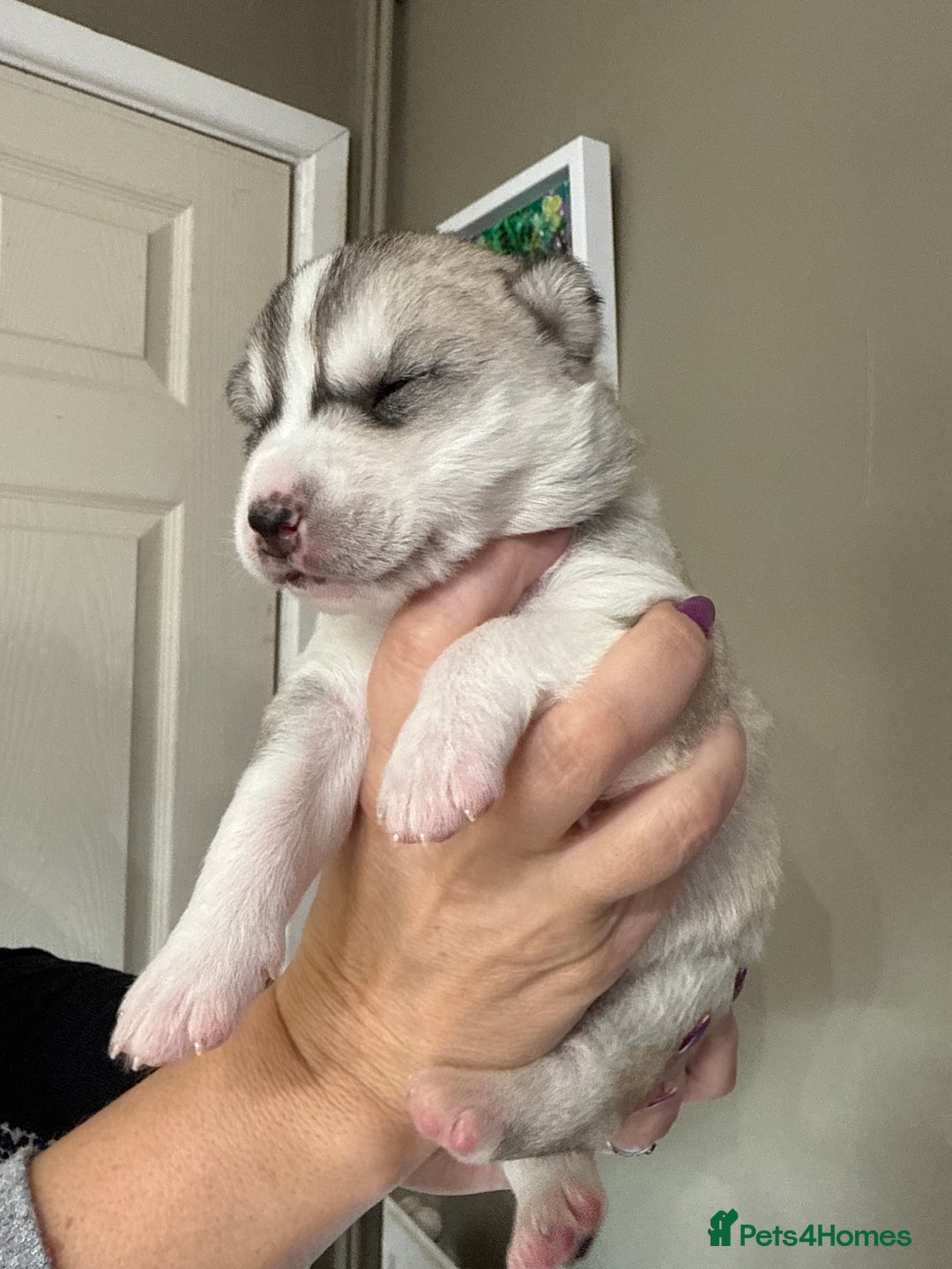 Siberian Husky dogs for sale: SIBERIAN HUSKY  - Image 11