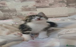 Mixed Breed cats for sale: kittens  - Image 2