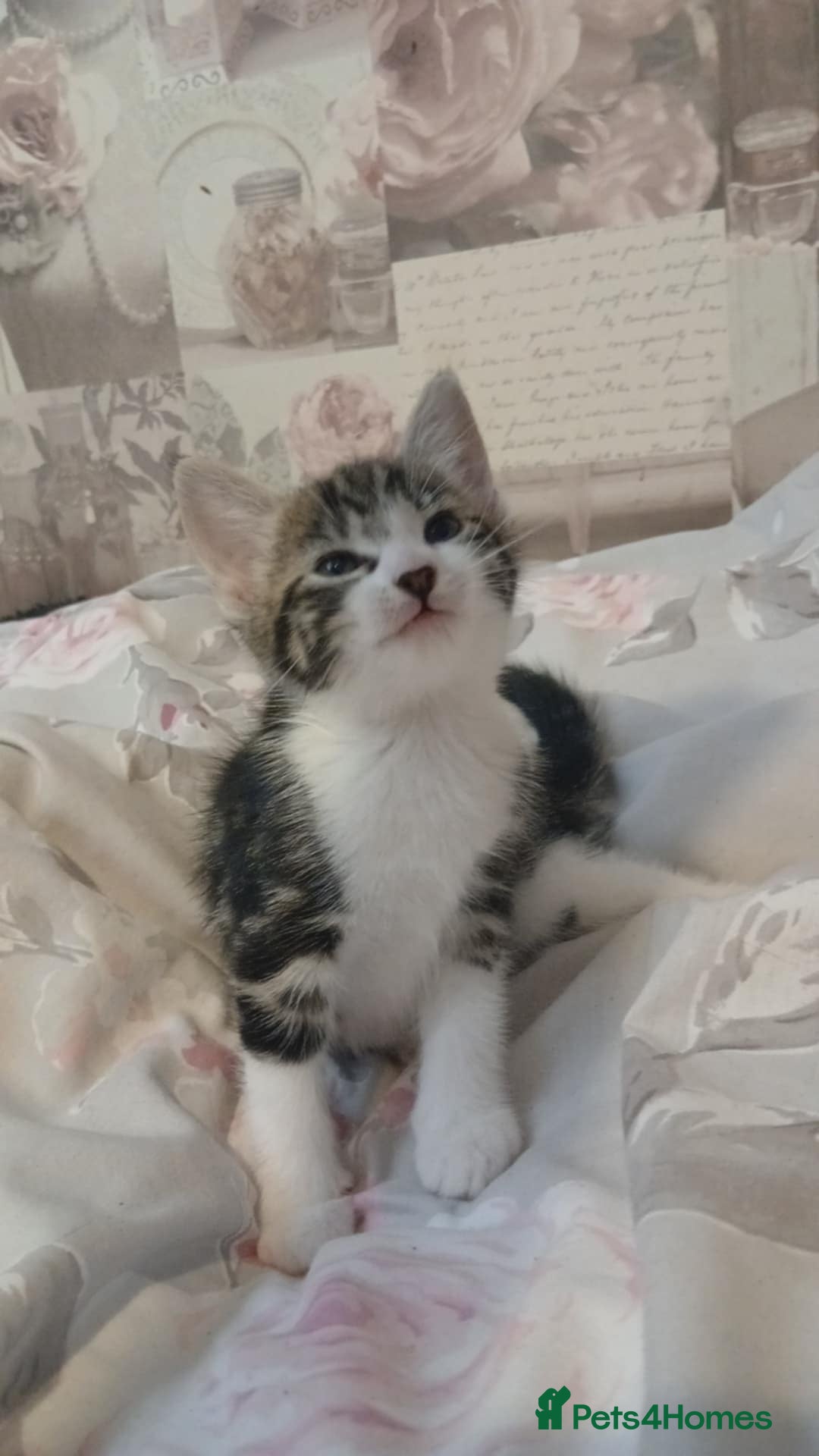 Mixed Breed cats for sale: kittens  - Image 2