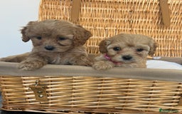 Cavapoo dogs for sale: Stunning, F1 Cavapoo fully health tested parents  - Image 25