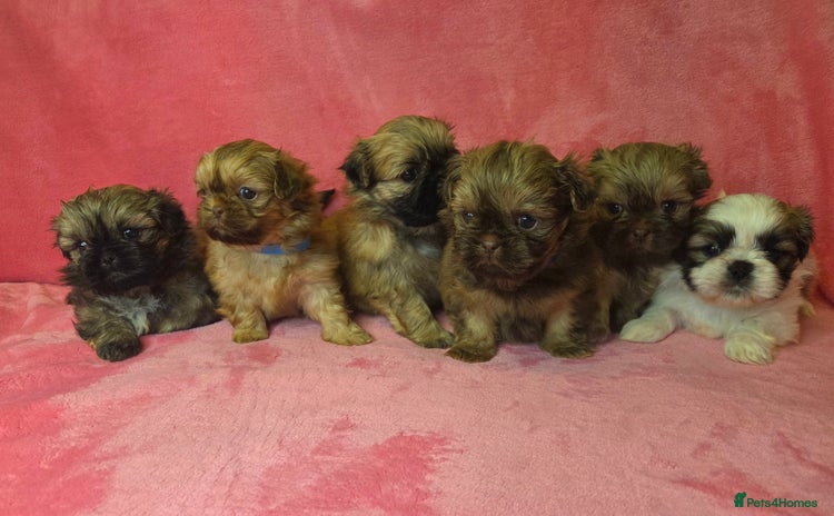 Shih Tzu dogs - Advert 7