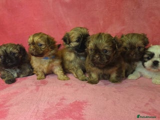 Shih Tzu dogs 4 Beautiful Full Pedigree Shih Tzu Puppies - Advert 16