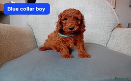 Cockapoo dogs for sale: Dark red F1b Cockapoos - Image 6