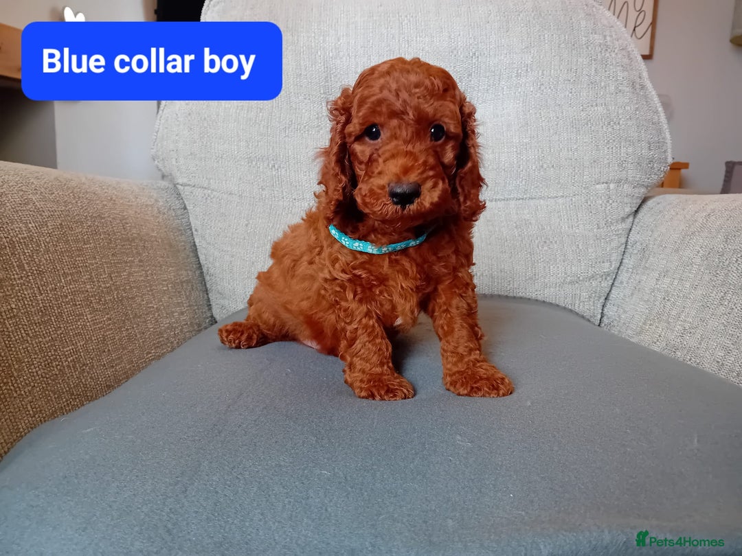 Cockapoo dogs for sale: Dark red F1b Cockapoos - Image 6
