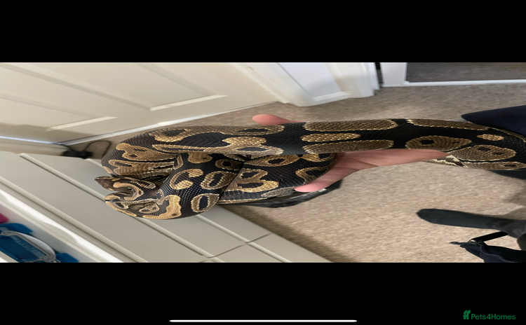 Python Snake reptiles - Advert 1