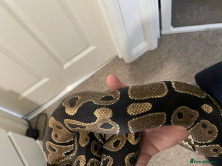 Python Snake reptiles - Advert 1