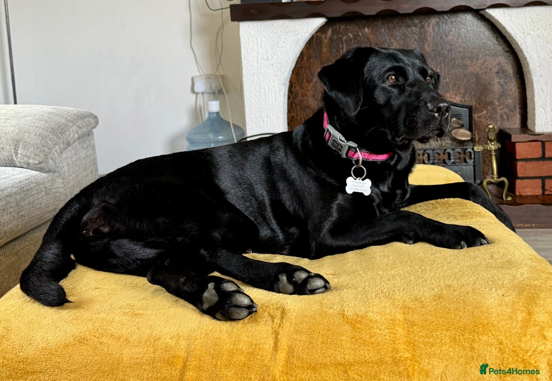 Labrador Retriever dogs for sale: KC registered labrador puppies  - Image 6