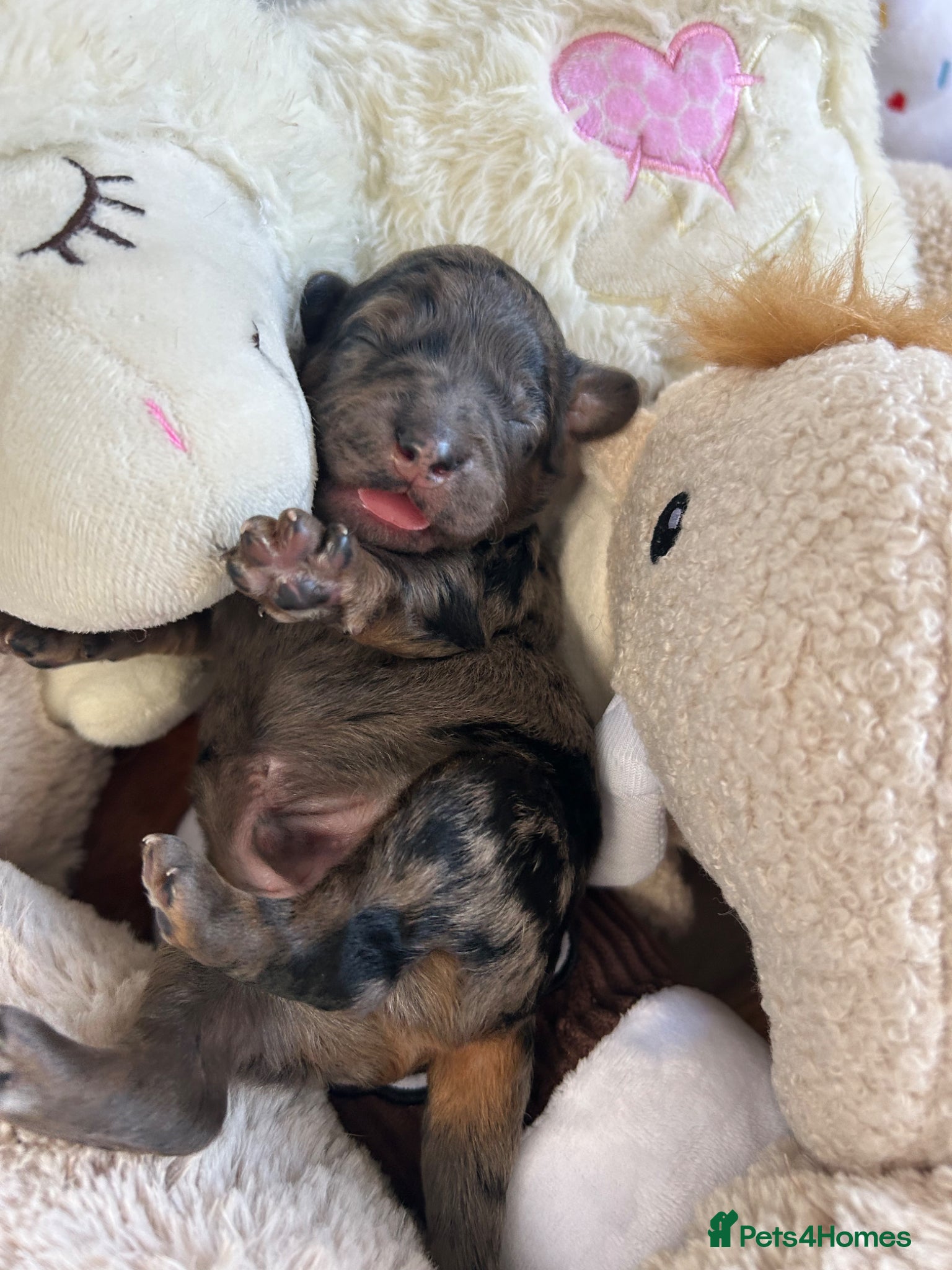 Labradoodle dogs Stunning Coloured Mini Labradoodles F1b - Advert 7