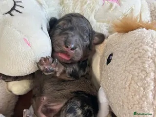 Labradoodle dogs Stunning Coloured Mini Labradoodles F1b - Advert 7