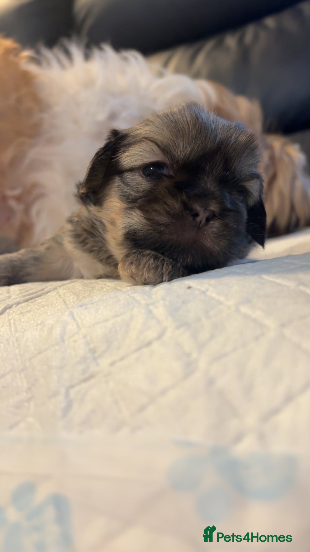 Shih Tzu dogs for sale: Shih Tzu pups  - Advert 3