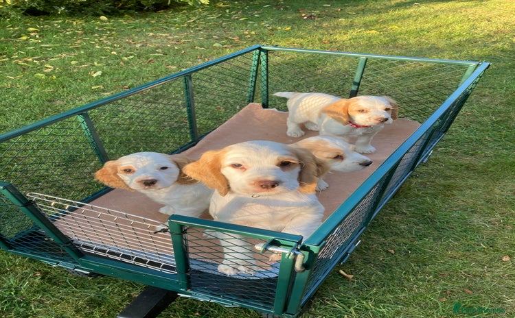 Cocker Spaniel dogs - Advert 2