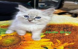 Ragdoll cats for sale: ❗️❤️5 Incredibly Beautiful Ragdoll Kittens❤️🐈  - Image 27