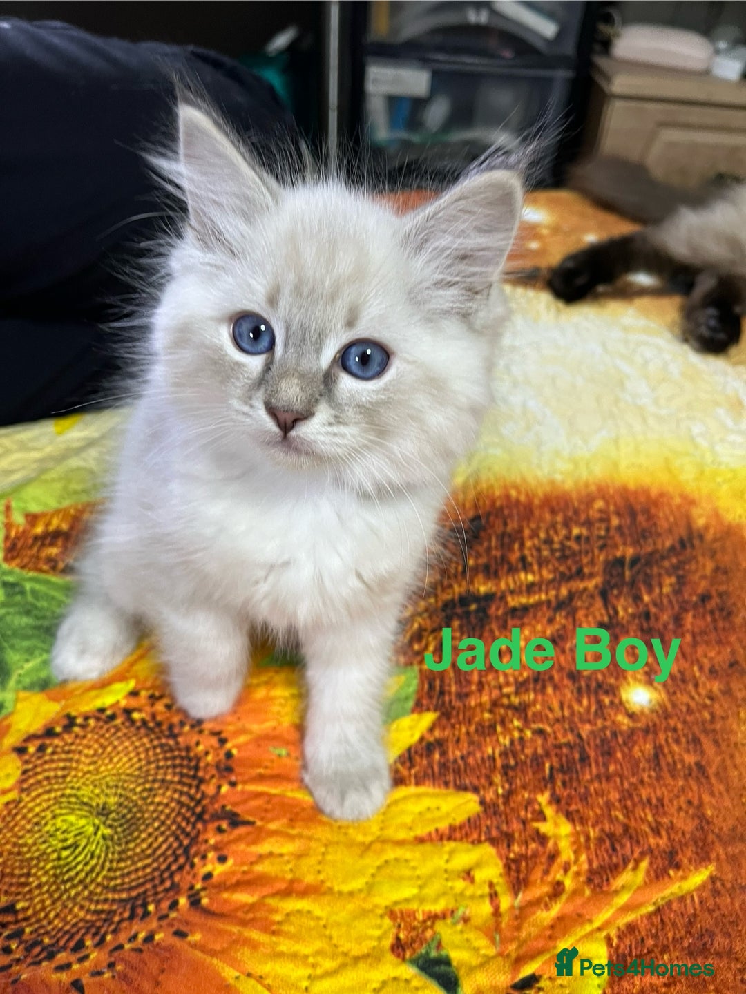 Ragdoll cats for sale: ❗️❤️5 Incredibly Beautiful Ragdoll Kittens❤️🐈  - Image 27