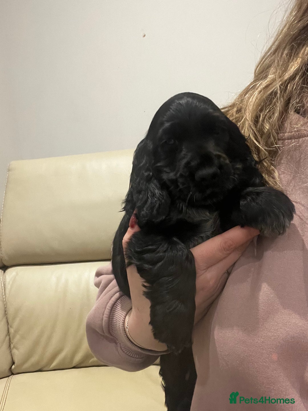 Cocker Spaniel dogs for sale: Show Cocker Spaniel Boys- Ready now - Advert 4