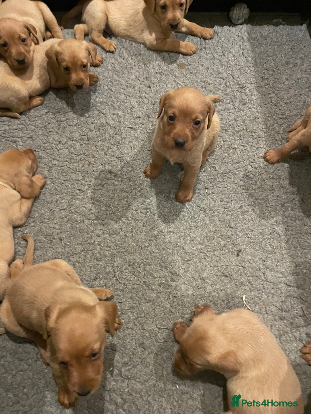 Labrador Retriever dogs for sale: Fox red Labrador puppies  - Advert 4