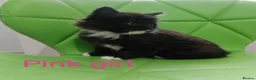 Mixed Breed cats for sale: Beautyfull babies ragcoon x tuxedo croos  - Advert 13