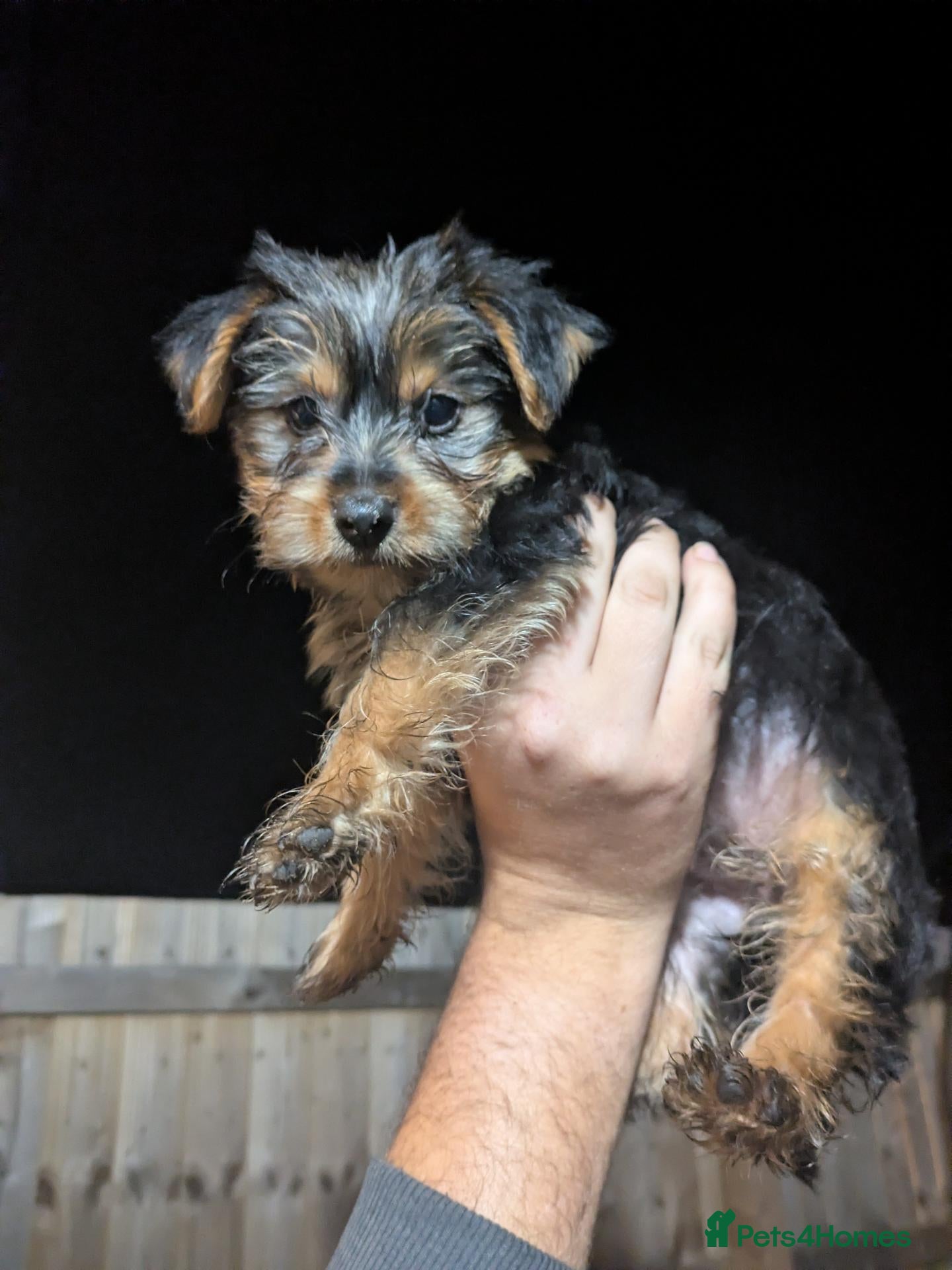 Yorkshire Terrier dogs Yorkie female pup  - Advert 1